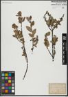 Foto von Salix hastata L.
